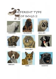 English worksheet: DIFFERENT TYPES OF DOGS