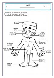 English Worksheet: the human body - boy