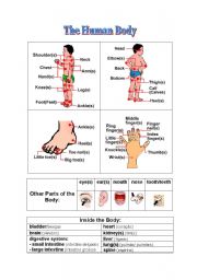 English Worksheet: The Human Body