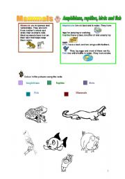 English worksheet: Learning about animals