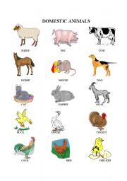 Domestic animals worksheets