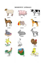 domestic animals