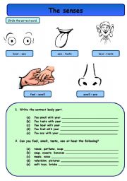 English Worksheet: The senses - second part