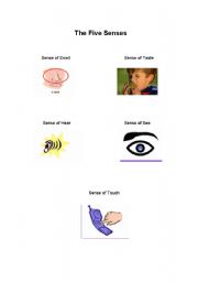 English worksheet: The five senses