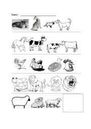 English Worksheet: differences in farm animals