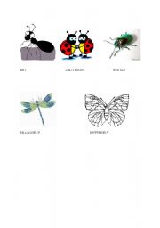 English Worksheet: flashcard with basic insects
