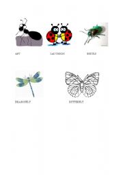 English worksheet: flashcard with basic insects