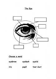 English Worksheet: The eye