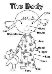 English Worksheet: The Body