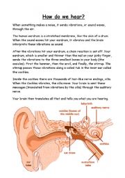 English Worksheet: How Do We Hear