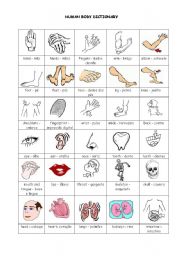 Human Body Picture Dictionary