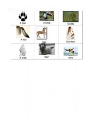 English worksheet: animals body parts