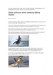 Great White Shark killing display