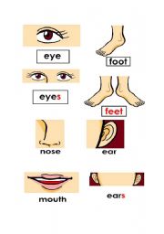 English Worksheet: Body Parts