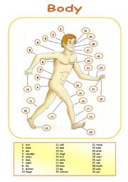 English Worksheet: body