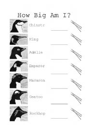 English worksheet: Penguin Measurement