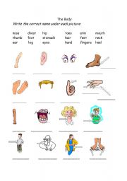 English Worksheet: Body Parts