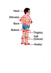 English worksheet: human body