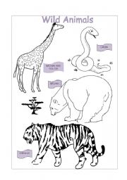 English worksheet: Wild Animals and Colours