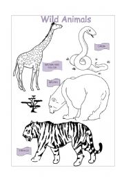 English Worksheet: Wild Animals and Colours