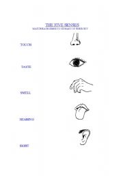 English Worksheet: FIVE SENSES