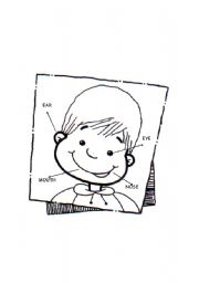 English Worksheet: The Face