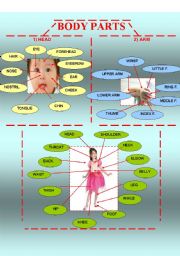 English Worksheet: BODY PARTS