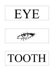 English Worksheet: body