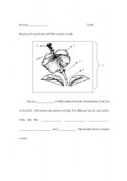 English worksheet: Parts of Hibiscus ( Malaysias National Flower) 