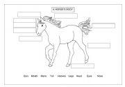 English worksheet: Horses body 