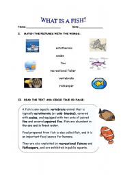 English worksheet: What is a fish?