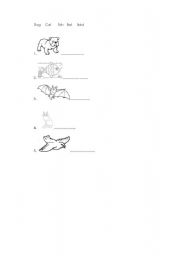 English worksheet: animal