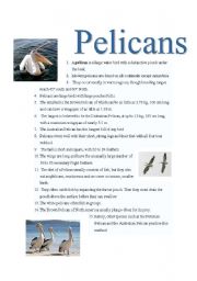 English worksheet: Pelicans