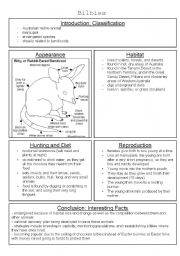 English Worksheet: Bilbies