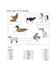 English worksheet: animals