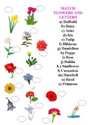 English Worksheet: flowers