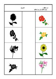 English Worksheet: plant