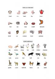 English Worksheet: body and animals