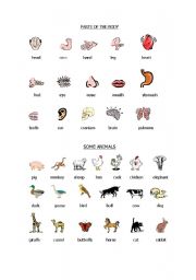 English worksheet: body and animals