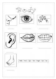 English worksheet: Parts of the body