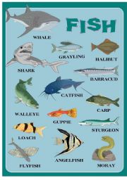 English Worksheet: FISH