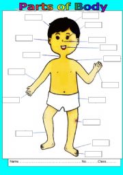 English Worksheet: Parts of Body