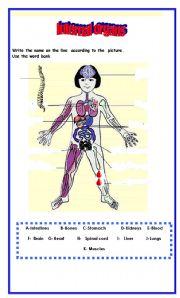 English Worksheet: Identify the internal organs