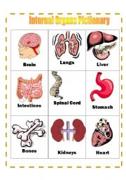 English Worksheet: Internal Organs Pictionary