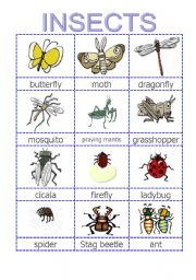 English Worksheet: Insect pictionary