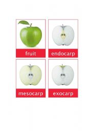 English worksheet: parts of malus flash card