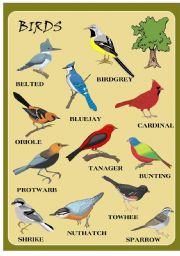 English Worksheet: BIRDS