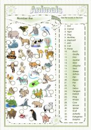 Animals vocabulary