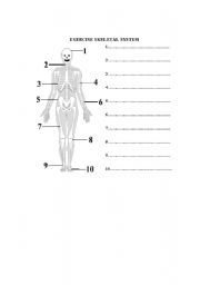 English Worksheet: Skeleton