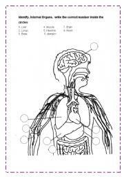 English Worksheet: Internal Organs